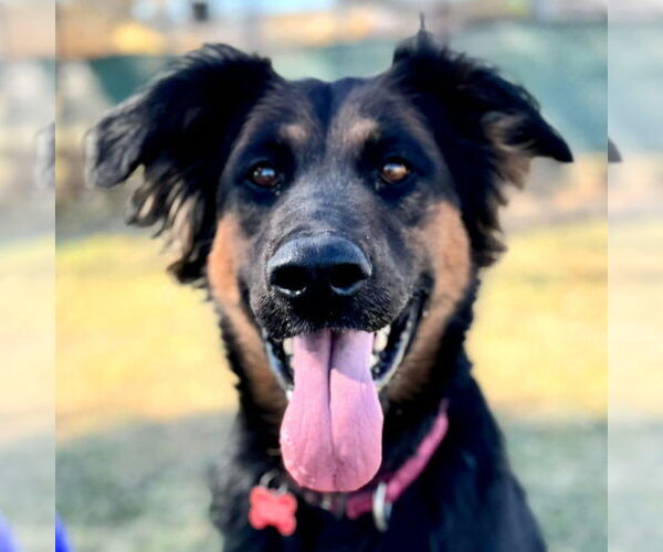 Medium Photo #35 German Shepherd Dog-Unknown Mix Puppy For Sale in Lake Forest, CA, USA