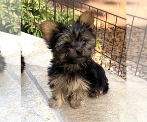 Yorkshire Terrier Puppy for sale in LAS VEGAS, NV, USA