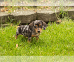 Small #2 Dachshund