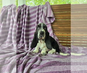 Medium Basset Hound