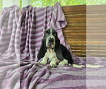 Puppy Posey Basset Hound