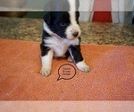 Small Photo #3 Australian Shepherd Puppy For Sale in BACHE, OK, USA