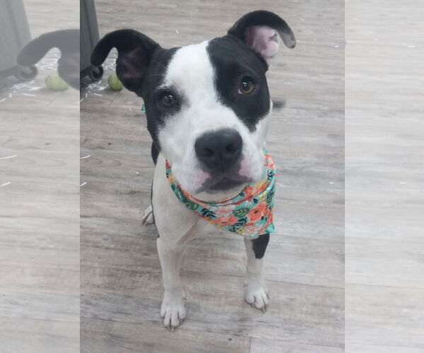 Medium Photo #1 American Pit Bull Terrier-Unknown Mix Puppy For Sale in Murfreesboro, NC, USA