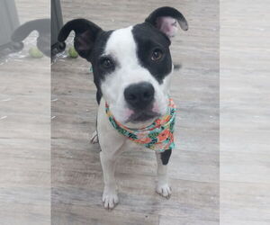 American Pit Bull Terrier-Unknown Mix Dogs for adoption in Murfreesboro, NC, USA