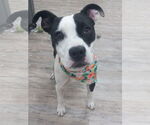 Small American Pit Bull Terrier Mix