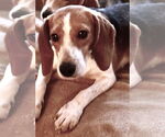 Small #3 Beagle