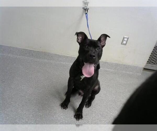 Medium Photo #1 Staffordshire Bull Terrier-Unknown Mix Puppy For Sale in Pasadena, TX, USA