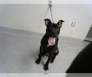 Staffordshire Bull Terrier-Unknown Mix Dogs for adoption in Pasadena, TX, USA
