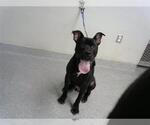 Small Staffordshire Bull Terrier Mix