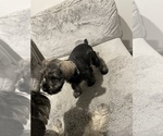Small Photo #4 Schnauzer (Miniature) Puppy For Sale in WESTMINSTER, CA, USA