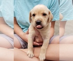 Small #11 Labrador Retriever