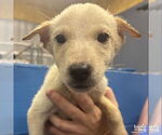 Small #3 Labrador Retriever Mix