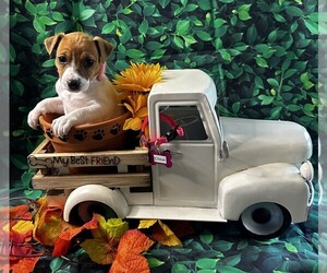 Jack Russell Terrier Puppy for sale in CROSS JUNCTION, VA, USA