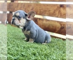 Small Photo #59 French Bulldog Puppy For Sale in JACKSONVILLE, FL, USA