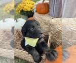 Puppy 7 F2 Aussiedoodle