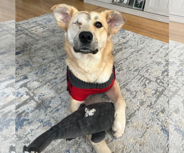 Medium Photo #3 Golden Retriever-Unknown Mix Puppy For Sale in Brooklyn Center, MN, USA