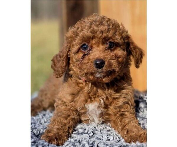 Medium Photo #1 Cavapoo (Miniature) Puppy For Sale in MILLERSTOWN, PA, USA
