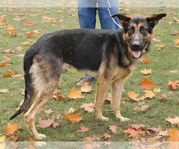 Medium Photo #7 German Shepherd Dog Puppy For Sale in Talladega, AL, USA