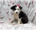 Small #1 Australian Shepherd