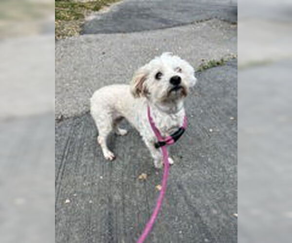 Medium Photo #1 Maltese Puppy For Sale in Salinas, CA, USA