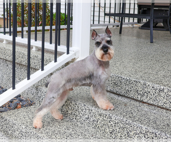 Medium Photo #1 Schnauzer (Miniature) Puppy For Sale in SYRACUSE, IN, USA