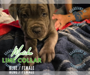 Cane Corso Puppy for sale in INDIANAPOLIS, IN, USA