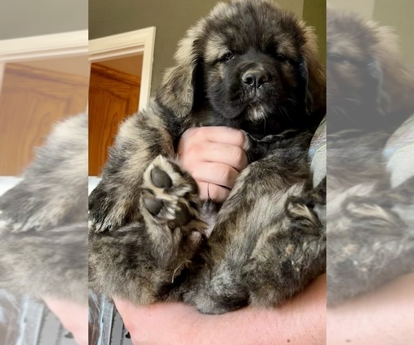 Medium Photo #10 Mastiff-Pyrenean Mastiff Mix Puppy For Sale in RHOME, TX, USA