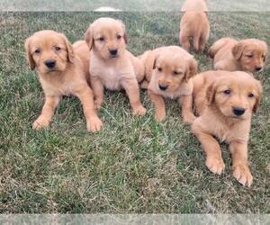 Golden Retriever Puppy for sale in NOVI, MI, USA