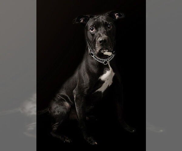 Medium Photo #1 Labrador Retriever-Unknown Mix Puppy For Sale in Vaughan, Ontario, Canada