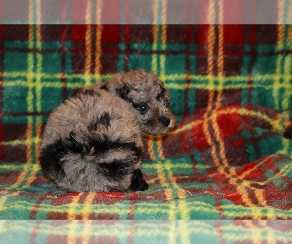 Medium Photo #11 Poodle (Toy) Puppy For Sale in DYERSBURG, TN, USA