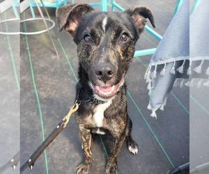 ARCHIE - Male Mutt Dog for Adoption - Photo #18
