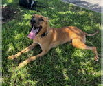 Small Photo #2 Australian Kelpie-Unknown Mix Puppy For Sale in HOUSTON, TX, USA
