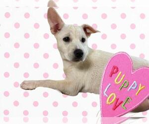 Medium Labrador Retriever Mix