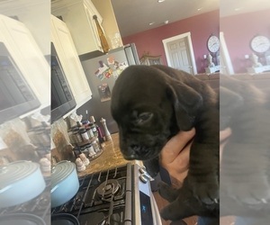 Dachshund-Labrador Retriever Mix Puppy for Sale in MADRAS, Oregon USA