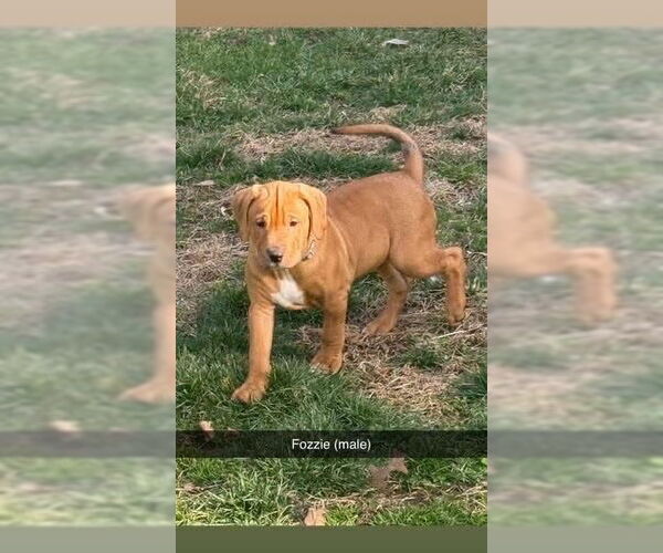 Medium Photo #1 American Foxhound-Catahoula Leopard Dog Mix Puppy For Sale in Aurora, IN, USA