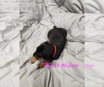 Small #12 Doberman Pinscher