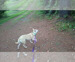 Small #32 Saluki-Whippet Mix