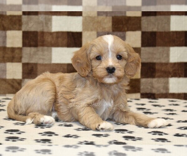 Medium Photo #2 Bernedoodle (Miniature)-Cavapoo (Miniature) Mix Puppy For Sale in DENVER, PA, USA