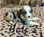 Small Photo #21 Miniature Australian Shepherd Puppy For Sale in SALISBURY, NC, USA