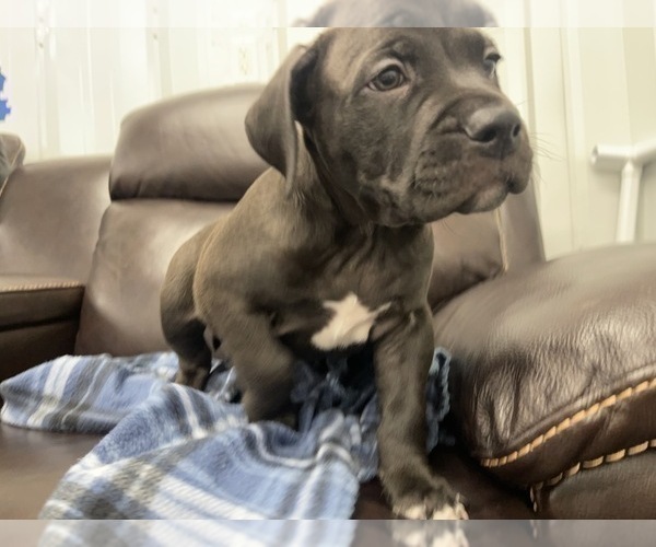 Medium Photo #17 American Bully Puppy For Sale in REESEVILLE, WI, USA