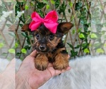 Tiny Tilly - Female Yorkshire Terrier Puppy for Sale - Photo #2