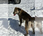 Small #3 Golden Retriever Mix