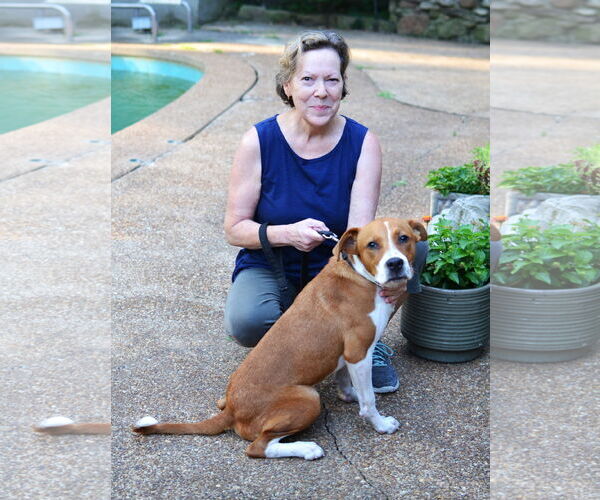Medium Photo #4 Mutt Puppy For Sale in Germanton, TN, USA