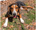 Small #21 Beagle