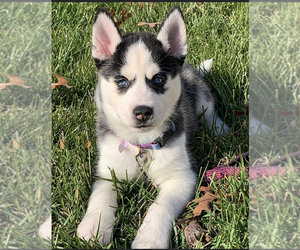 Siberian Husky Puppy for sale in FORKED RIVER, NJ, USA