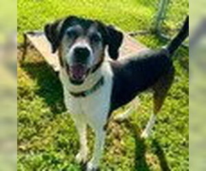 Beagle Walker Coonhound Dogs for adoption in Bristol, CT, USA