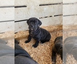 Small Photo #4 Cane Corso Puppy For Sale in MODESTO, CA, USA