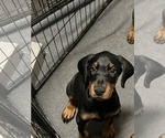 Small Photo #2 Doberman Pinscher Puppy For Sale in PROSPERITY, SC, USA
