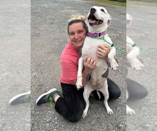 Medium Photo #2 American Pit Bull Terrier Puppy For Sale in Monterey, VA, USA