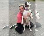 Small #1 American Pit Bull Terrier